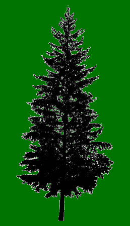 Pine Tree